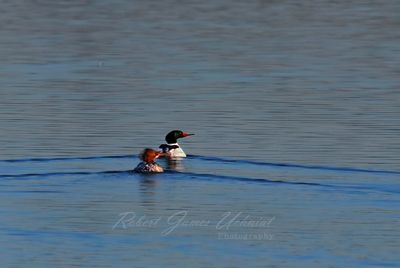 Common Merganser pair swimming 25.jpg