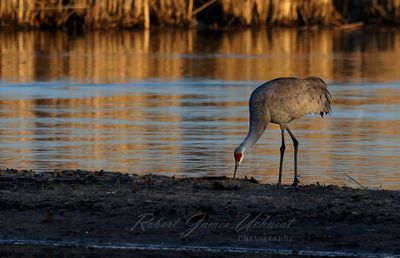 Sandhill Crane golden hour 25.jpg