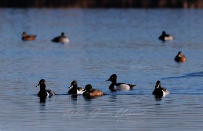 Ring Necked Ducks in pond 25.jpg