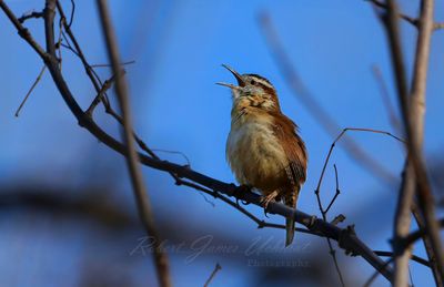 Carolina Wren singing 25-upscale-2x.jpg