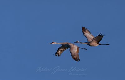 Sandhill Crane pair in flight 25.jpg