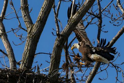 Bald Eagle bringing twig to nest 25.jpg