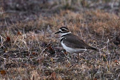 Killdeer in grass 25.jpg