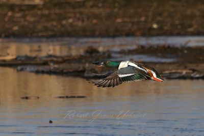 Northern Shoveler in flight 25.jpg