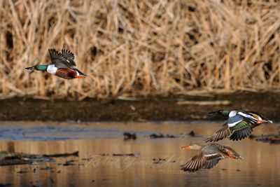 Northern Shovelers in flight 25.jpg