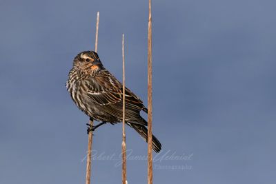 Red Winged Blackbird female on reed 25.jpg