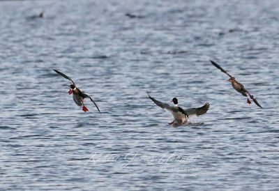 Common Mergansers landing 25.jpg