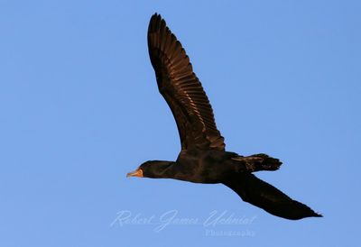 Cormorant in flight 25.jpg