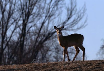 Deer on hill 25.jpg