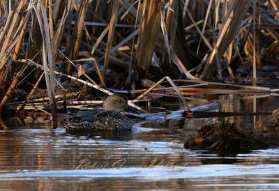 Gadwal female in reeds 25.jpg