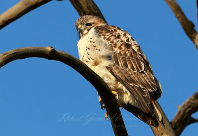 Red Tailed Hawk on branch 25.jpg