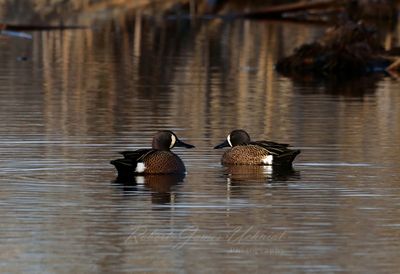 Blue Winged Teals facing 25.jpg