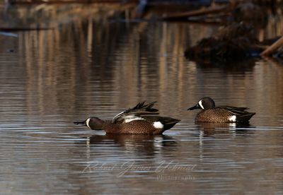 Blue Winged Teals in ponds 25.jpg