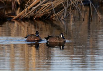 Blue Winged Teals near reeds 25.jpg