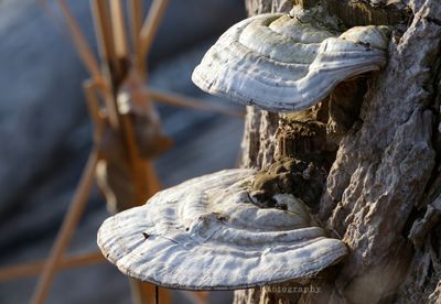 Bracket Fungi 25.jpg