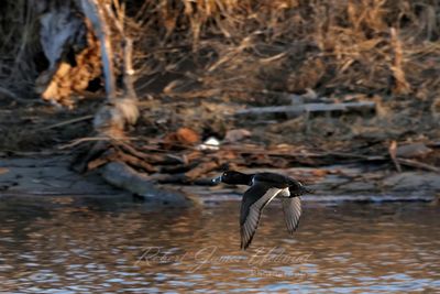 Ring Necked Duck in flight 2 25.jpg