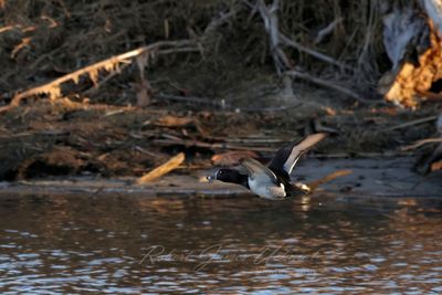 Ring Necked Duck in flight 25.jpg