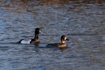 Lesser Scaup pair in pond 2 25.jpg