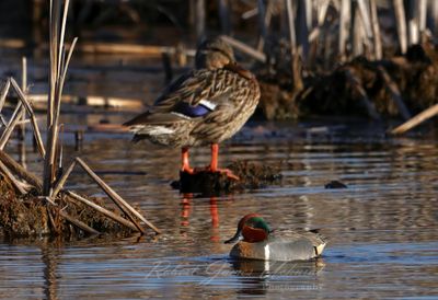 Green Winged Teal and Mallard 25.jpg