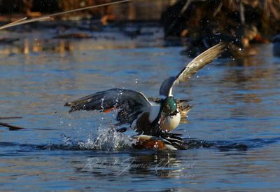Northern Shoveler males fighting 25.jpg