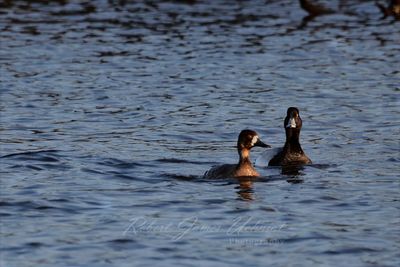 Lesser scaup pair in pond 25.jpg