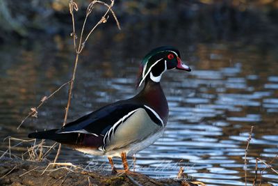 Wood Duck Male on log 25.jpg