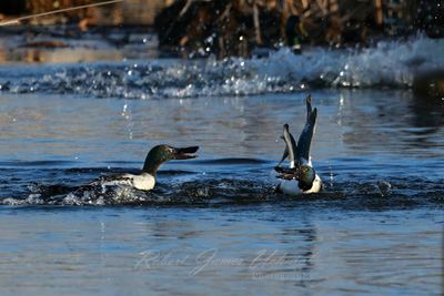 Northern Shoveler males fighting 2 25.jpg