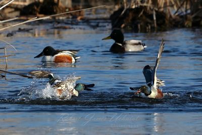 Northern Shoveler males fighting 3 25.jpg