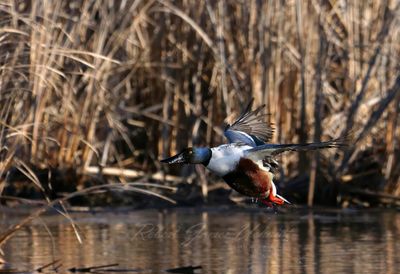 Northern Shoveler takeoff 25.jpg