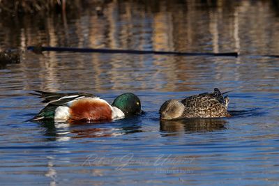 Northern Shovelers shoveling 25.jpg