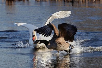 Mute Swan attacking Canadian Goose 2 25.jpg