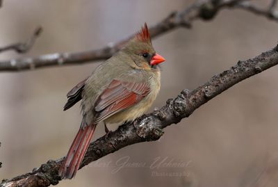 Cardinal Female on branch 25.jpg
