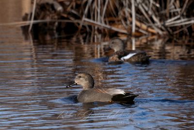 Gadwal pair in pond 25.jpg