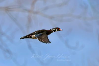 Wood Duck male in flight 25.jpg