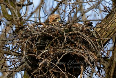 Red Tailed Hawk in nest 25.jpg