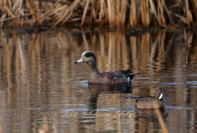 American Widgeon and Teal in Marsh 25.jpg