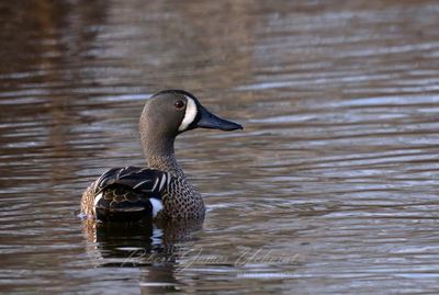 Blue Winged Teal in pond 25.jpg