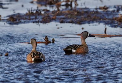 Blue Winged Teals in Pond 2 25.jpg