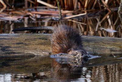 Muskrat entering the pond 25.jpg