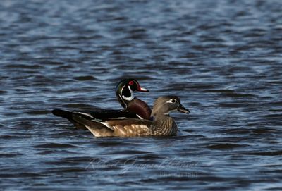 wood Duck pair in pond 2 25.jpg