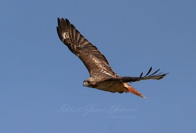 Red Tailed Hawk banking 25.jpg