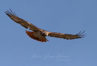 Red Tailed Hawk head on 25.jpg
