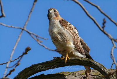 Red Tailed Hawk on branch 2 25.jpg