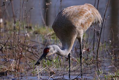 Sandhill Crane foraging 25.jpg