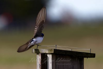 Tree Swallow takeoff 25.jpg
