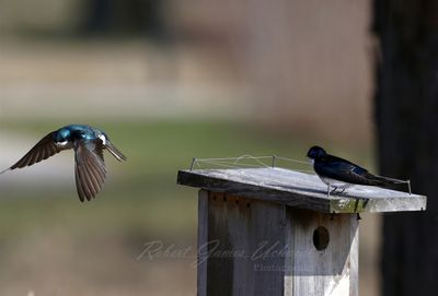 Tree Swallow takeoff from house 25.jpg