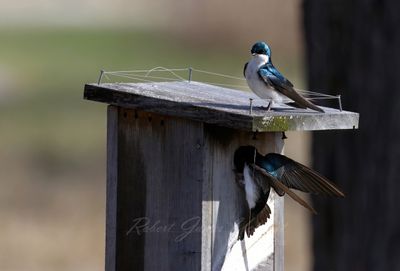Tree Swallows inspecting house 25.jpg
