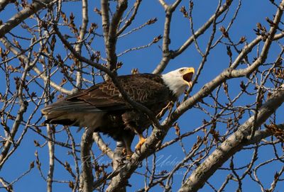 Bald Eagle calling 25.jpg