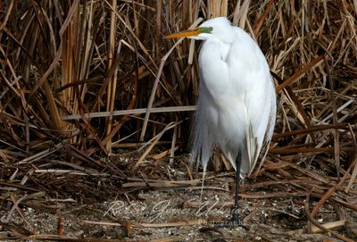Great Egret in reeds 25.jpg