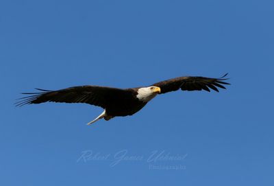 Bald Eagle in flight close 25.jpg